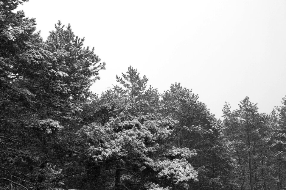 Free stock photo of bw, mono, snow