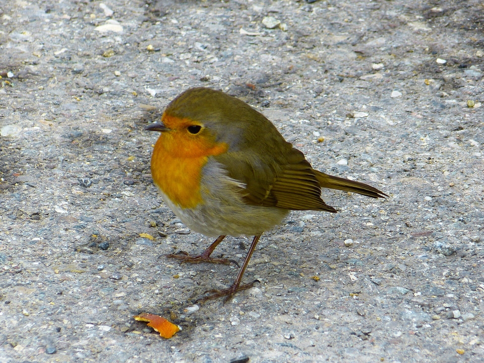 Erithacus rubecula beautiful pretty