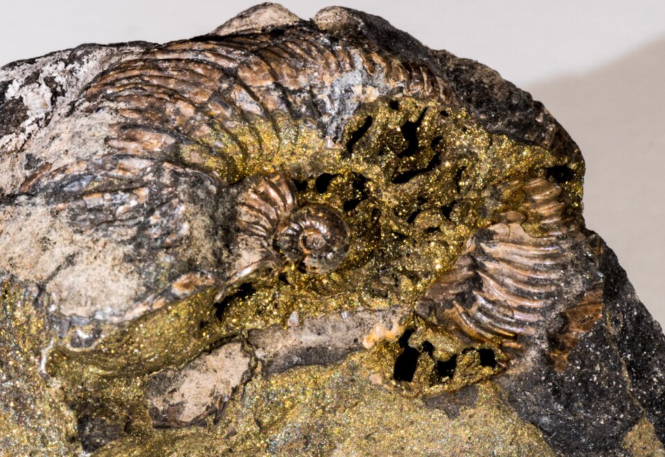 Free stock photo of ammonite, fossil, mineral