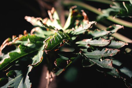 Free stock photo of fruit, night, papaya