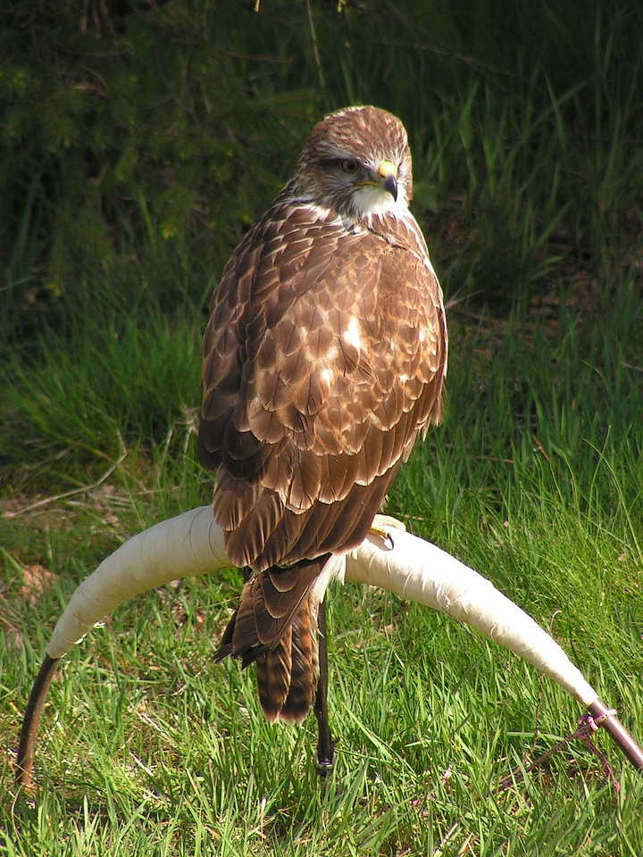 Training breeding raptors sitting