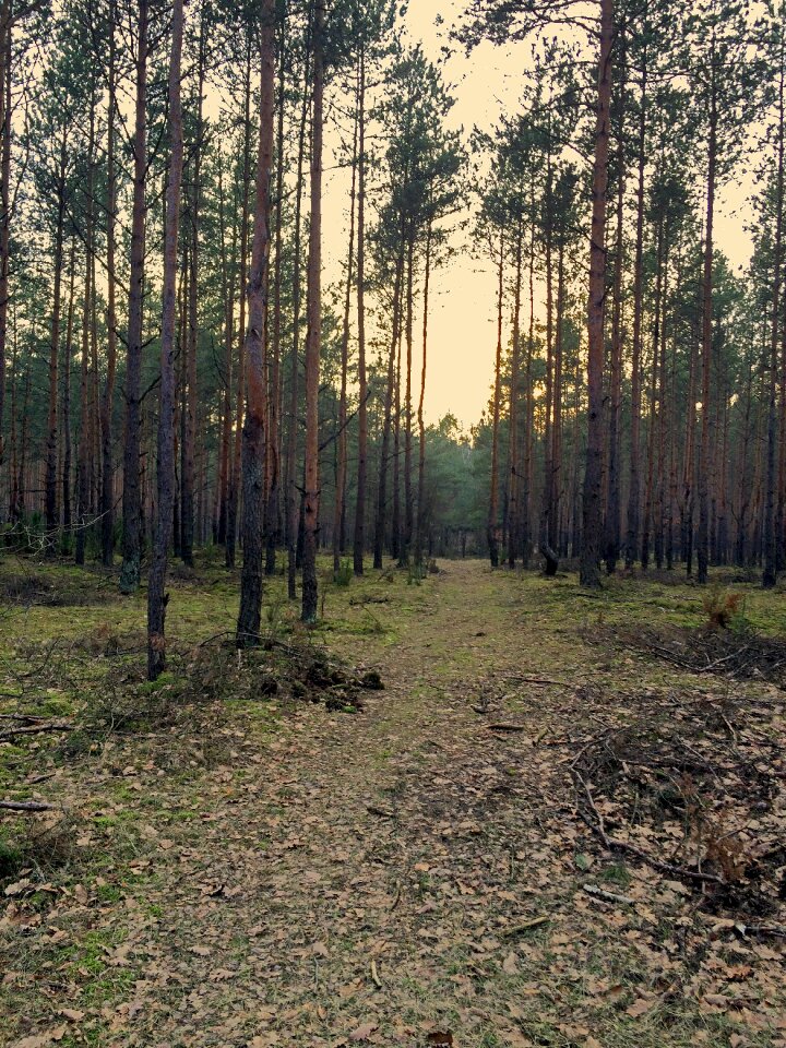 Free stock photo of forest, kampinos, nature