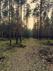 Free stock photo of forest, kampinos, nature