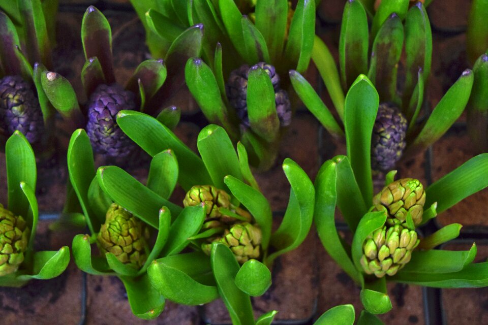 Green Succulent Plant in Macro Photography