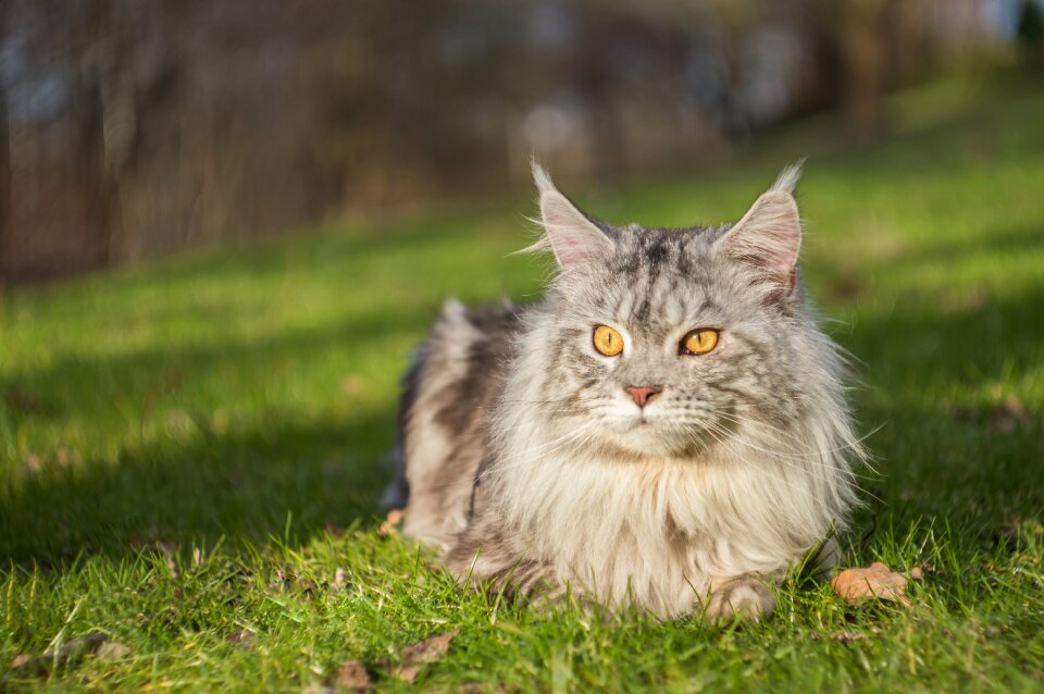 Free stock photo of cat, eyes, sun