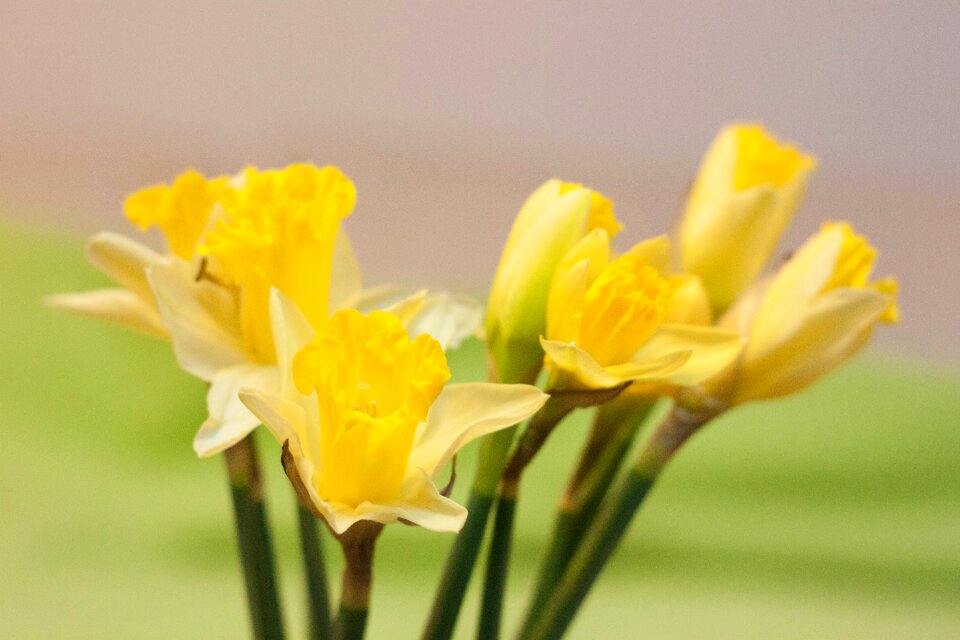Free stock photo of buquet, flowers, spring green