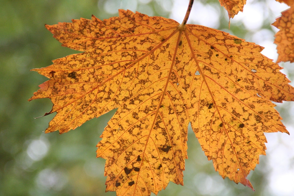 Autumn leaves golden autumn