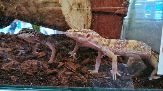 Free stock photo of dragons, mobile, wasylko
