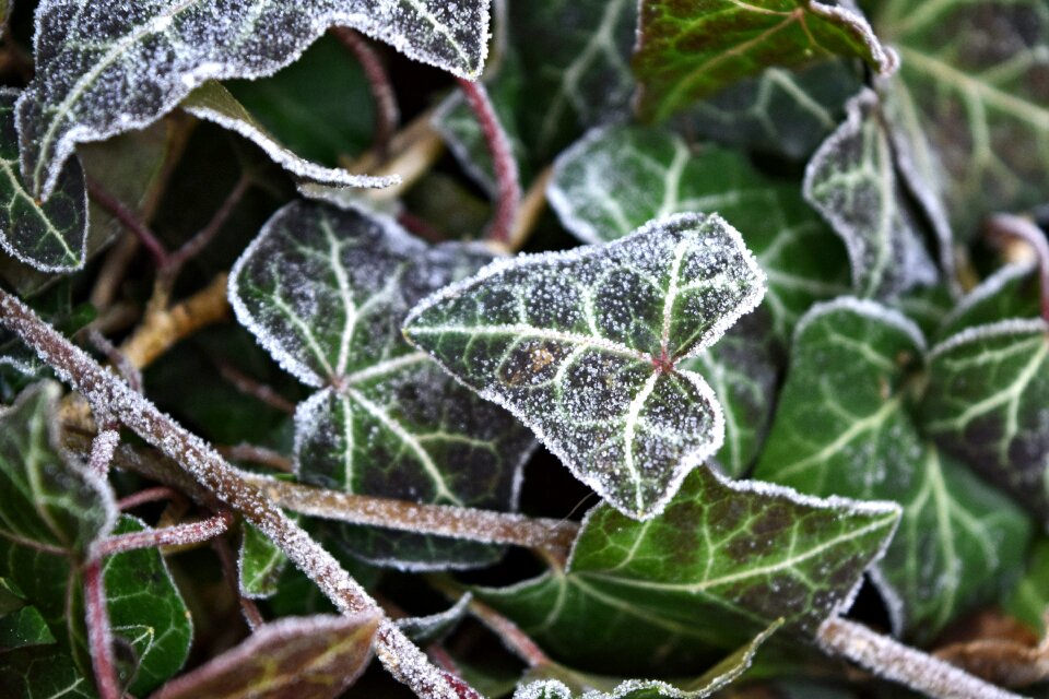 Free stock photo of frost, ivy, winter