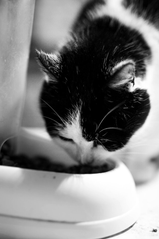 Free stock photo of animal, black, cat