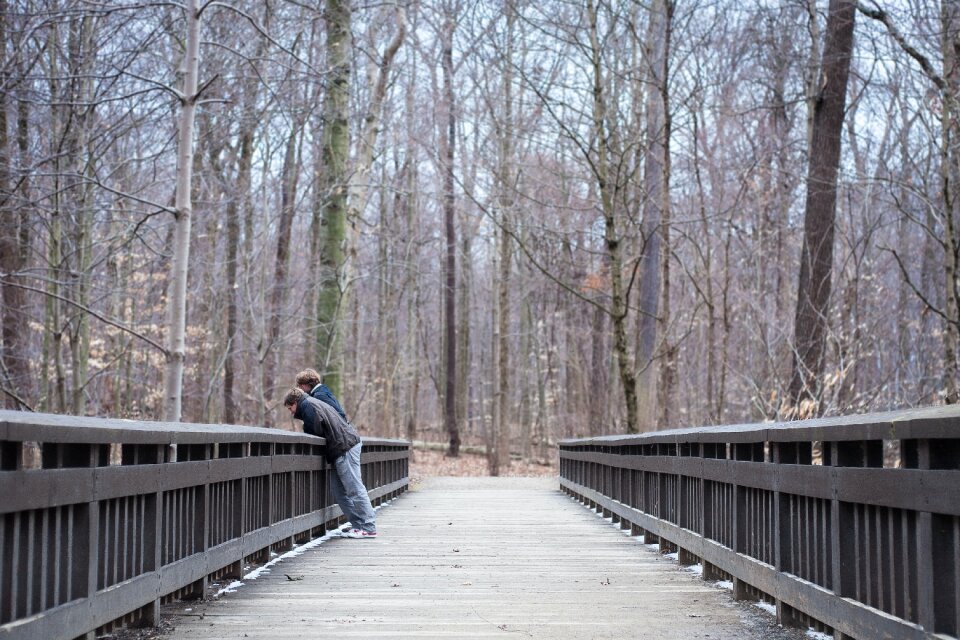 Free stock photo of gray, nature, trees