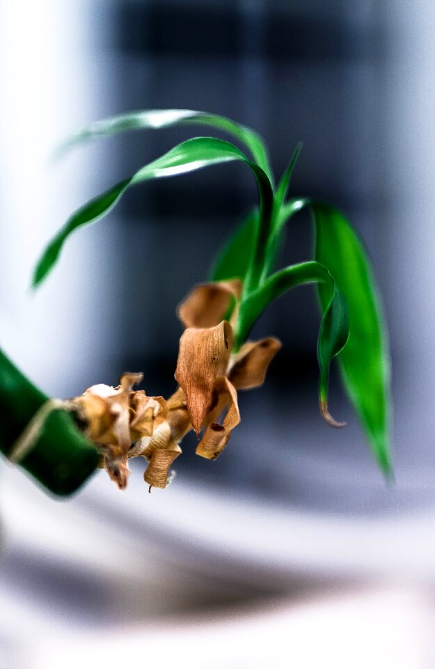 Free stock photo of bloom, brown, dead