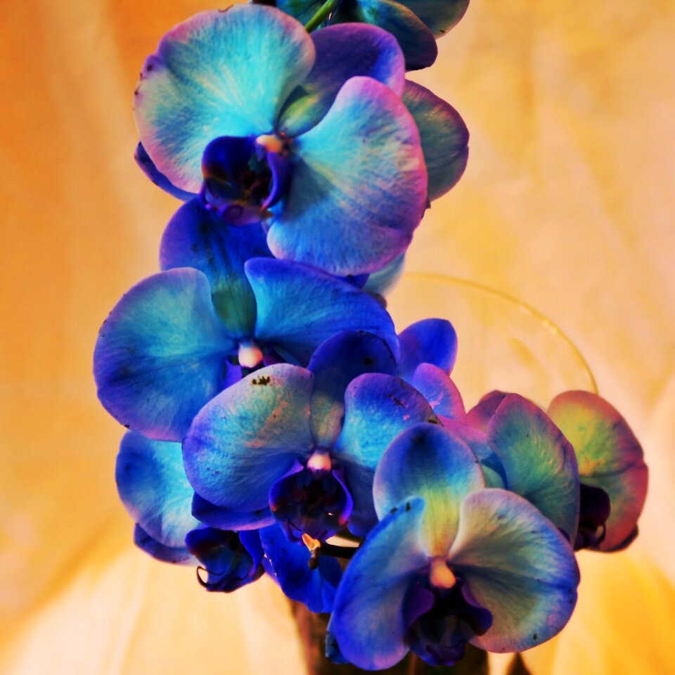 Free stock photo of blue, flora, flowers