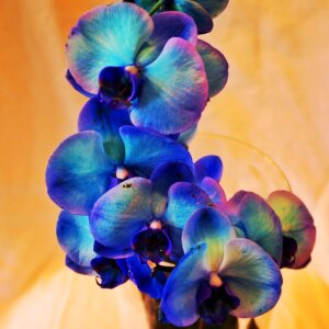 Free stock photo of blue, flora, flowers