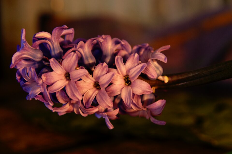 Free stock photo of flower, hyacinth, plant