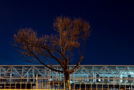 Free stock photo of city, night, tree