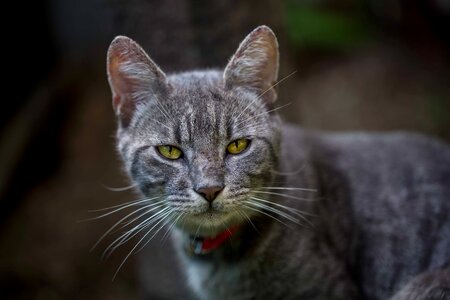 Grey Tabby Cat photo