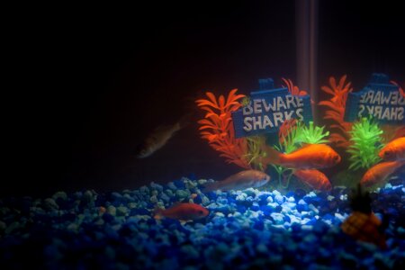 Free stock photo of aquarium, fish, fish tank photo