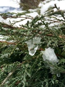 Free stock photo of cold, frozen, green