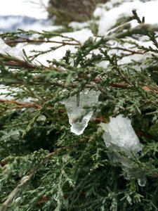 Free stock photo of cold, frozen, green photo