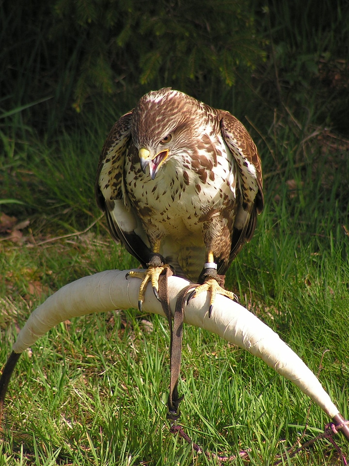 Training breeding raptors sitting