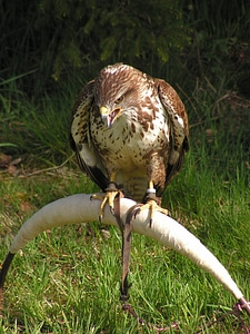 Training breeding raptors sitting