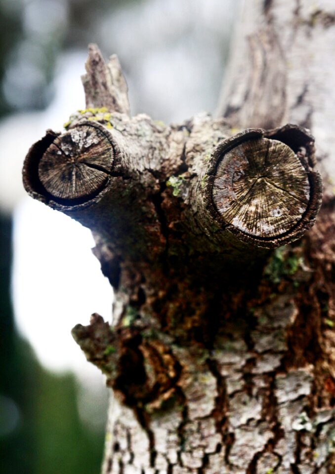 Free stock photo of detail, nature, theme weird