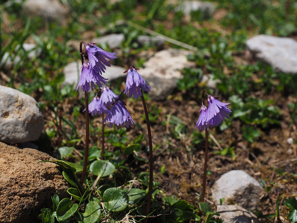 Violet flowers bloom
