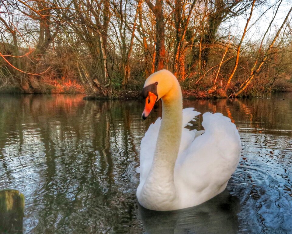 Free stock photo of mute swan, pond, swan