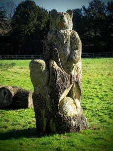 Free stock photo of nature, tree carving, wood