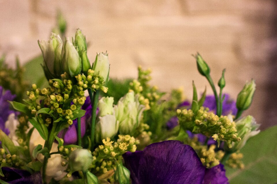 Free stock photo of buquet, flowers, purple