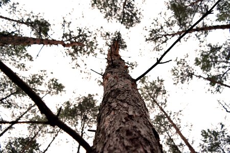 Free stock photo of look, nature, sky