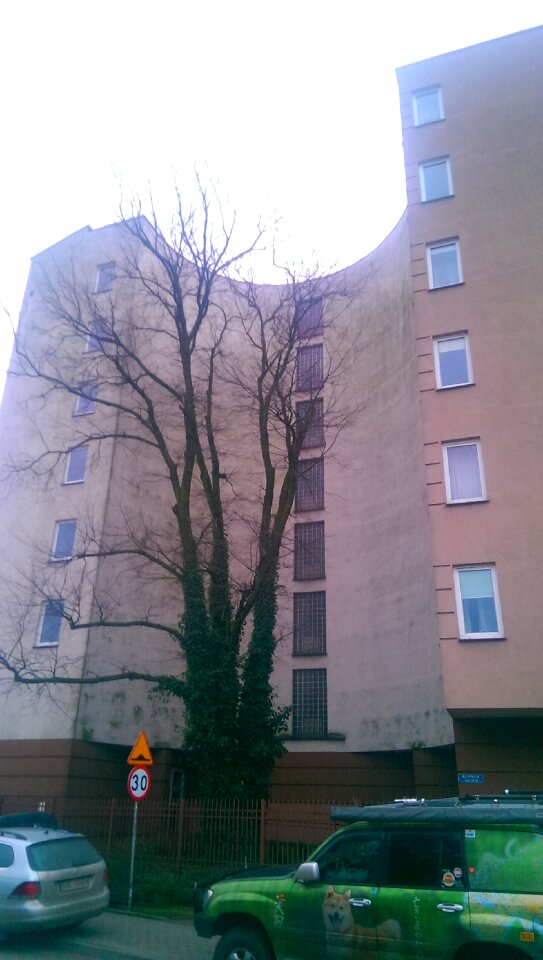 Free stock photo of building, tree