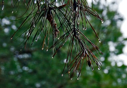 Free stock photo of droplets, pine, rain