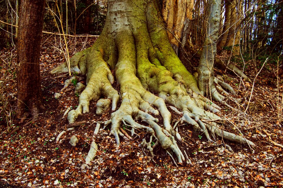 Free stock photo of roots, tree