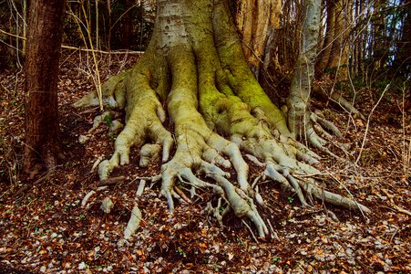 Free stock photo of roots, tree photo