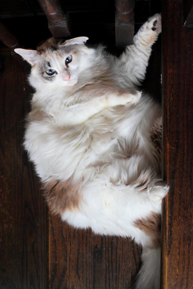 Free stock photo of brown, cat, chai