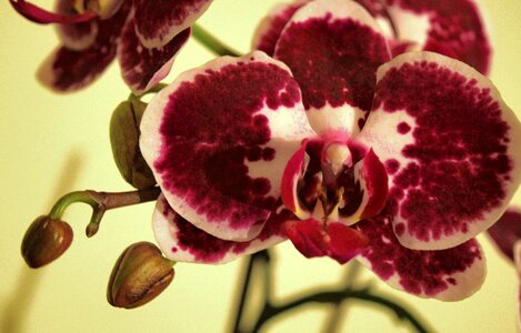 Free stock photo of blossom, flower, orchid photo
