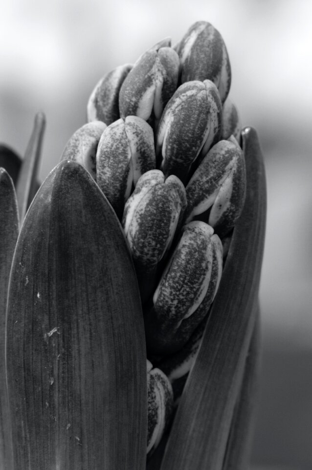 Free stock photo of flower, hyacinth, plant
