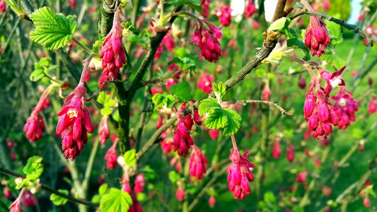 Free stock photo of flowers, green
