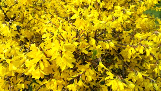 Free stock photo of flowers, garden, green photo