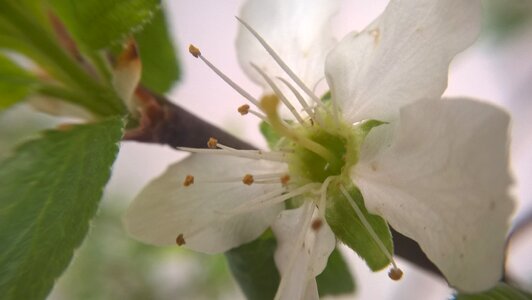 Free stock photo of flower, macro, nature photo