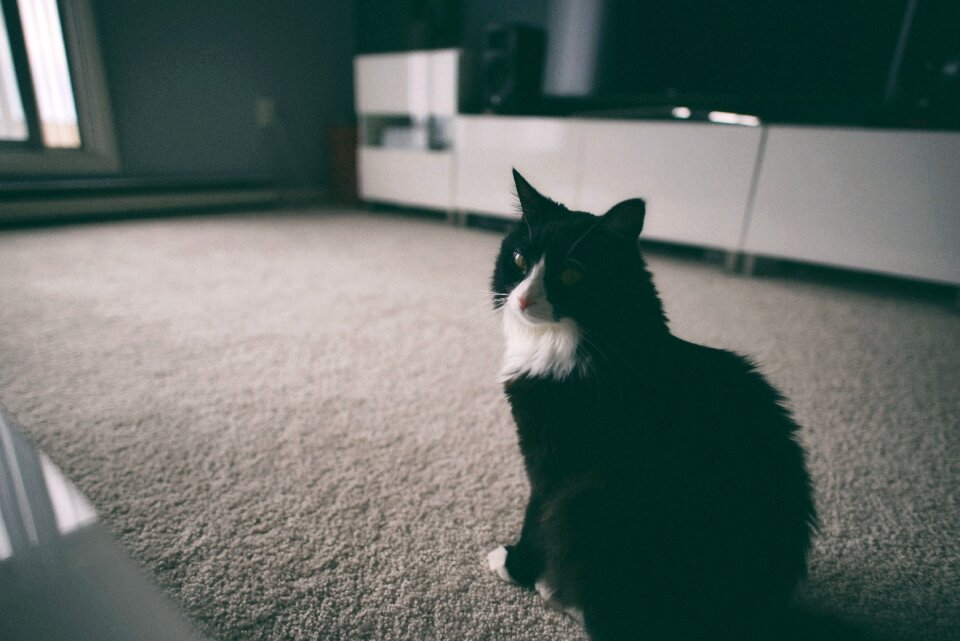 Free stock photo of angry, cat, moody