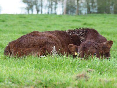 Brown Cow Lying on Green Grass photo