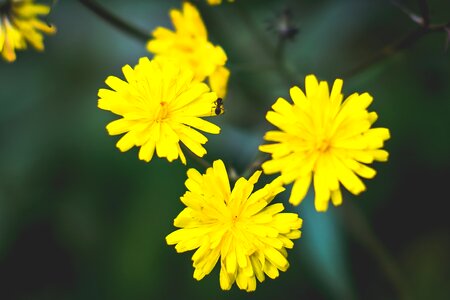 Free stock photo of ant, crop, flower