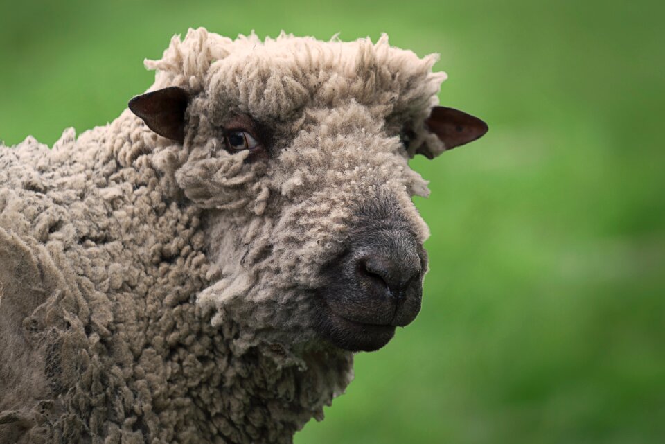 Lamb Looking at Camera