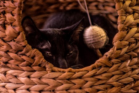 Free stock photo of cat, evil, sleep photo