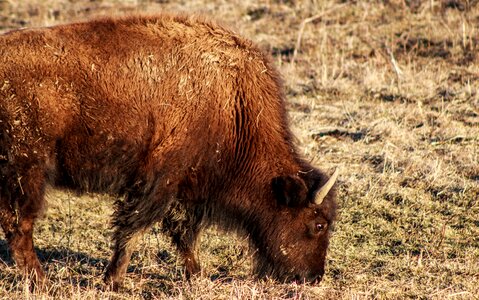 Free stock photo of animal, canon, nature