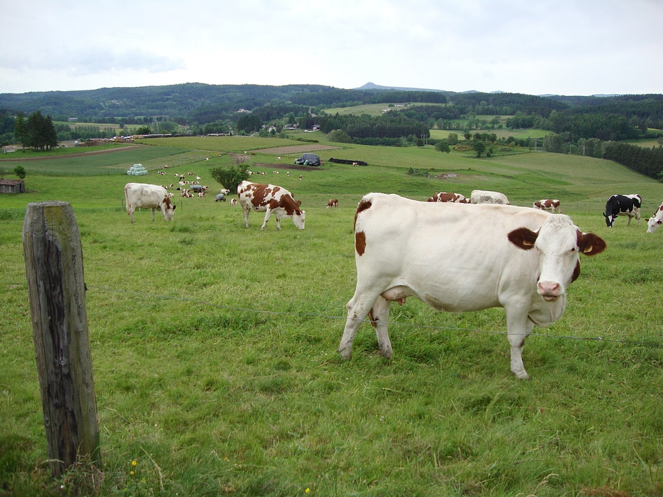 Landscape farm rural