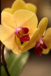 Free stock photo of flower, orchid